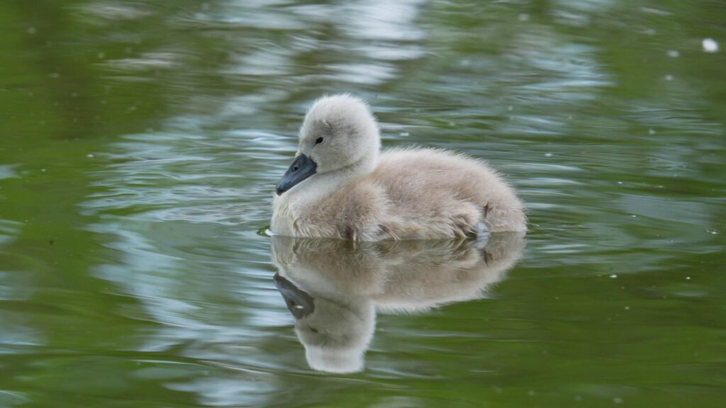 Ein graues Schwanenbaby schwimmt auf einem grauen See. Sein Spiegelbild ist auch zu sehen